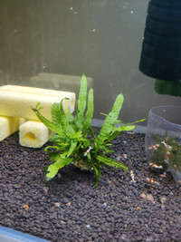 Aquarium plants --- Java ferns 