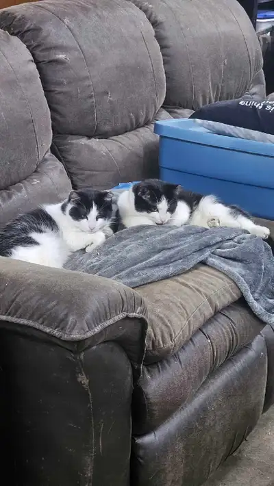 Black and White Cats, View more