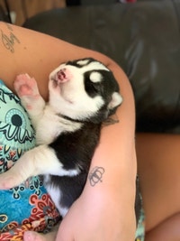 Gorgeous Purebred Siberian Husky pups