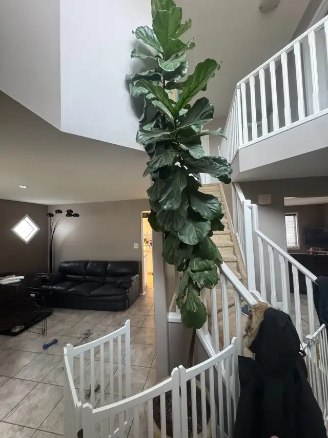 Indoor Plant for sale- Fiddle-Leaf Fig in Home Décor & Accents in Edmonton - Image 4