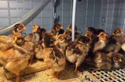 BBS laced red Wyandotte chicks , View more