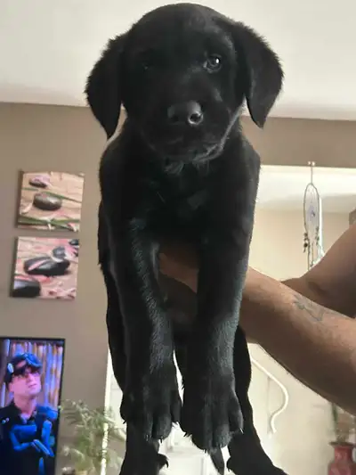 Rottie Black Lab Puppy, View more