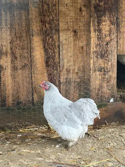 Bantam Cochin Hen, View more