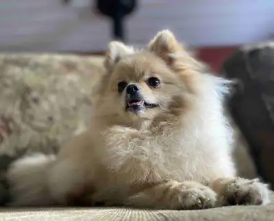 Meet Gigi Beautiful cream-colored Pomeranian puppy, 7 months old, looking for a loving new home. Gig...