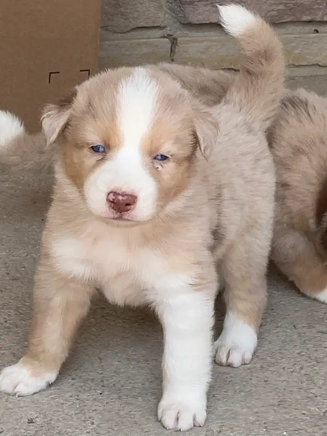 Australian Shepherd x Husky Puppies in Dogs & Puppies for Rehoming in Stratford - Image 8