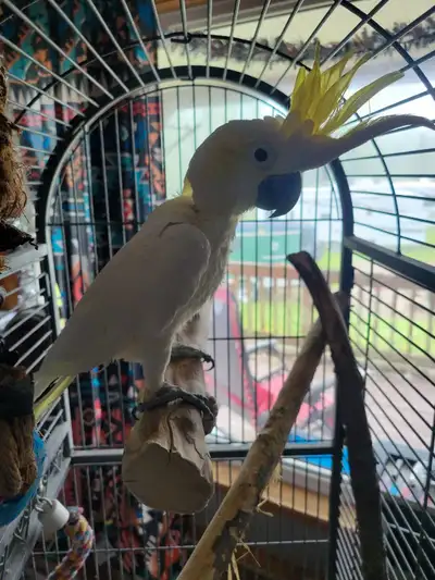 Beautiful 6 year old parrot, says a few phrases, hi, bye bye, good boy, night night and bye boy. He...
