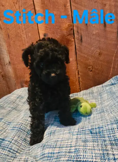 Caniche Toy , Goldendoodle toy, View more