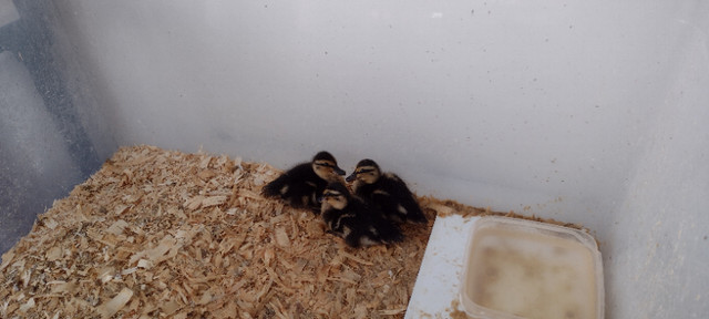 call ducks dans Petits animaux à adopter  à Ville de Québec