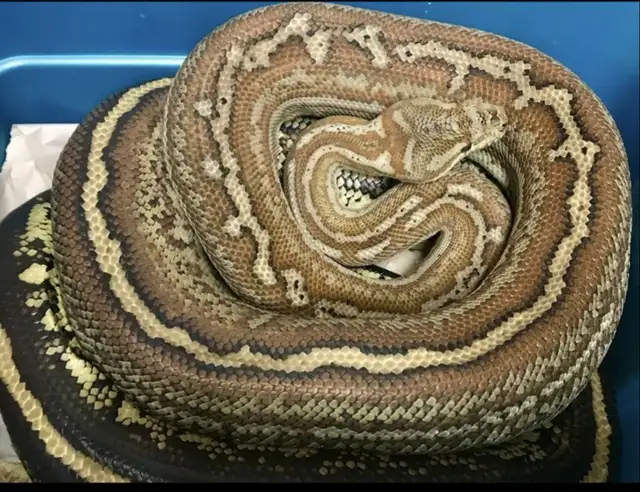 Adult Pair Bredli Python in Reptiles & Amphibians for Rehoming in Cowichan Valley / Duncan - Image 2