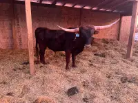 Texas Longhorn Bulls 