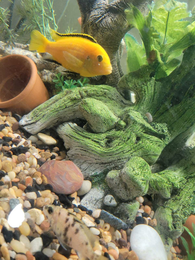 Mbuna cichlid trade in Fish for Rehoming in Winnipeg - Image 2