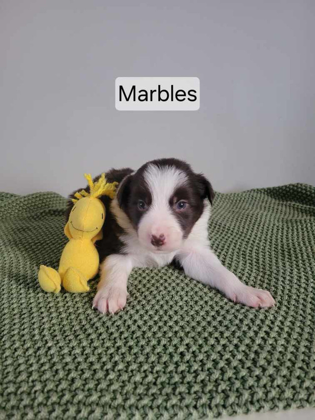Border Collie Puppies  in Dogs & Puppies for Rehoming in Chatham-Kent - Image 3