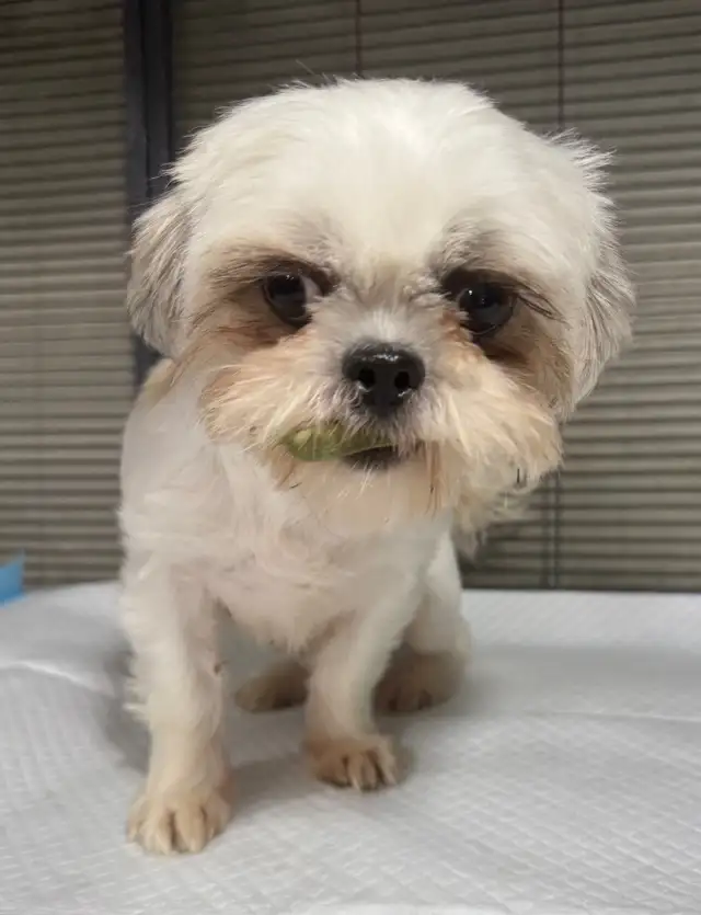 Shih Tzu female in Dogs & Puppies for Rehoming in Ottawa - Image 3