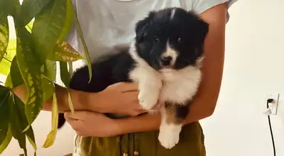 Australian Shepherd Puppies ❤️, View more