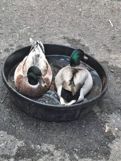 call duck mâle cherche une nouvelle famille , View more