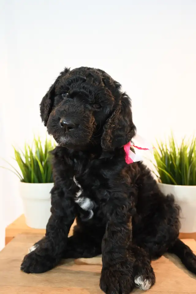 Goldendoodle 3 ime generation in Dogs & Puppies for Rehoming in Gatineau - Image 3