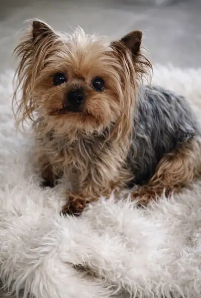 Senior female yorkie, View more