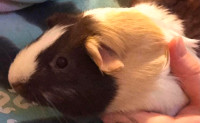 Looking for female guinea pigs