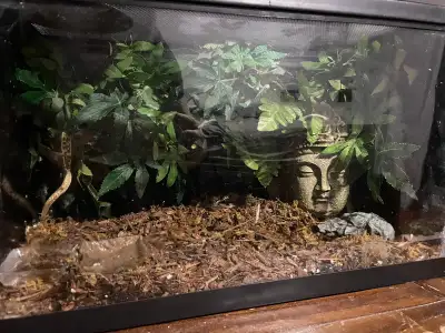 created geckos, View more