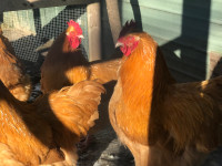 Buff orpington roosters *Never introduced to any females 