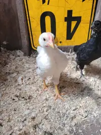 Free rooster 