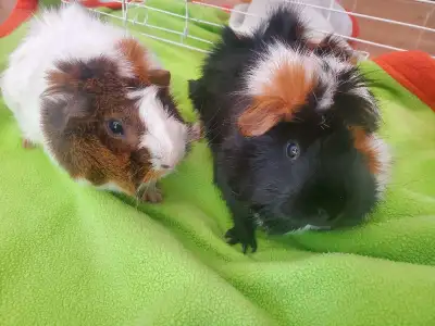 2 Guinea Pigs Looking for a Loving Home, View more