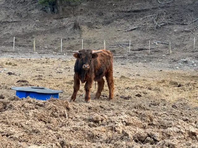Scottish Highland Bull in Livestock in Penticton - Image 2