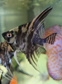 Tropical Angelfish-new fish ready for sale soon