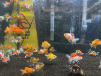 fancy medium oranda goldfish avaliable at TT PETS