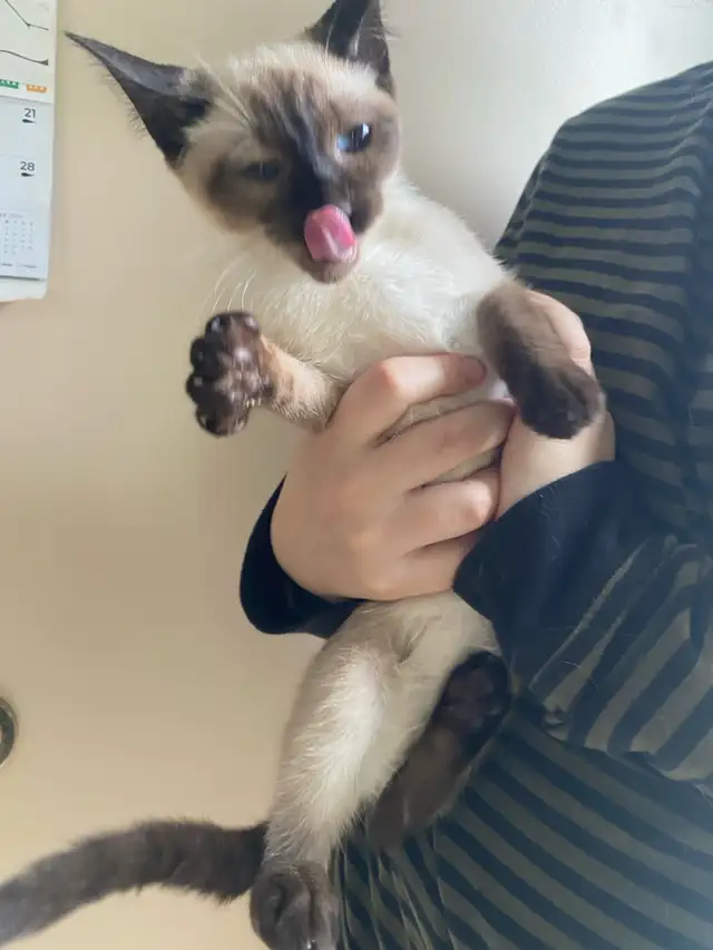 Purebred Siamese Kittens (M) - Ready to Go