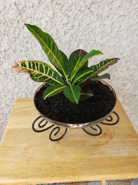  HOUSE PLANTS FOR SALE CROTONS AND PHILEDENDROM BRICKEN 