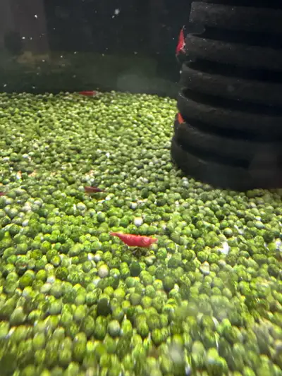I have red cherry and yellow goldenback shrimp available for sale! These little guys are great for a...