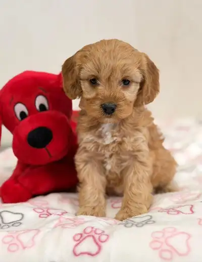 Cockapoo puppies , View more