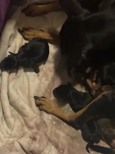 miniature pinscher née le 12 janvier, View more