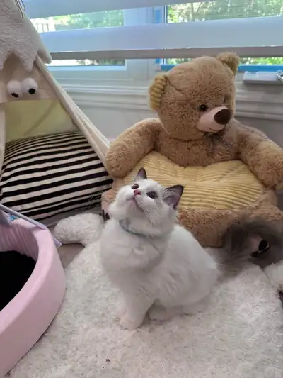 Blue Eyed Ragdoll Boy • Loves People • Ready for His New Home, View more