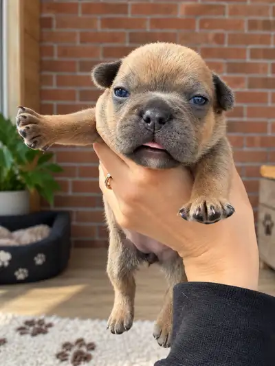 Chiot bouledogue français, View more