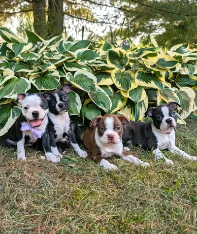 Red and black boston terrier pups *ready to be rehome, View more