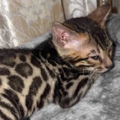 Adorable Bengal kitten looking for a loving forever home! This sweet little kitten is friendly, play...