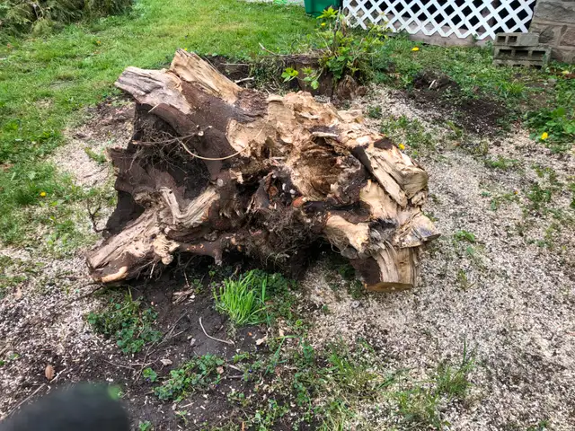 Free Tree Stump and Torso in Free Stuff in Peterborough - Image 3