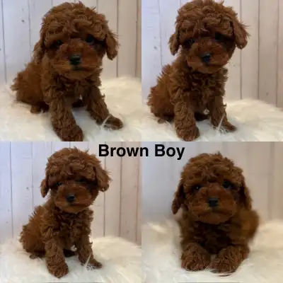 Red Toy/Mini Poodle pups, View more