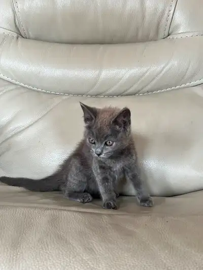 ADORABLE 12-week Old KITTENS Ready for Loving Homes !!, View more