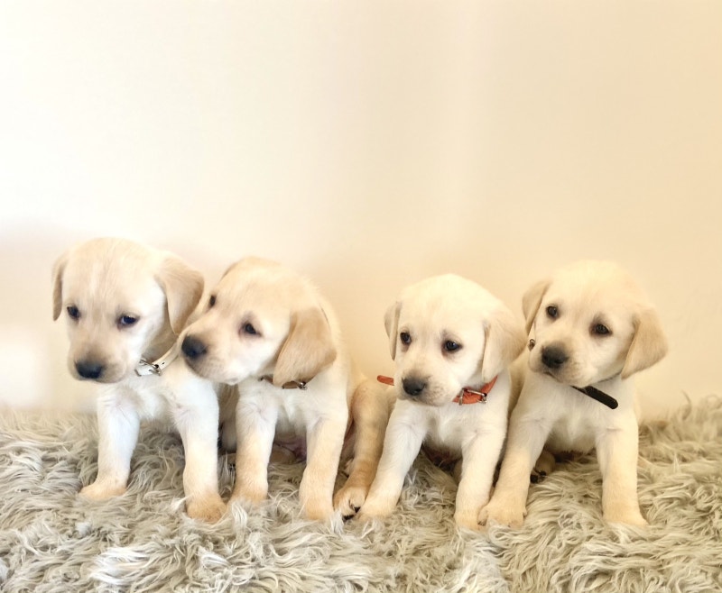 CKC Yellow Labrador Puppies READY TO GO HOME! Dogs & Puppies for
