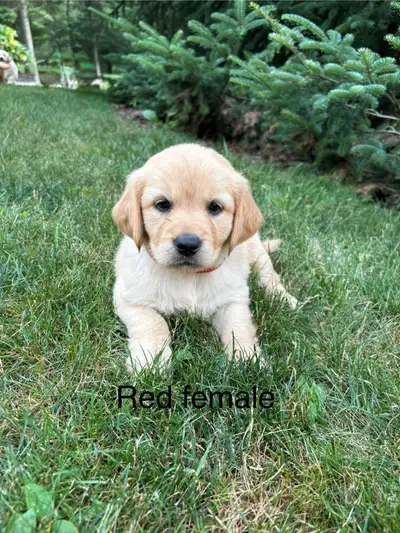 Golden retriever puppies!, View more