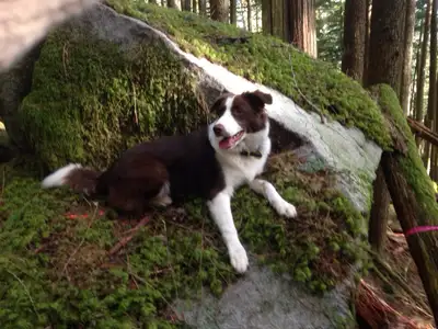 I’m looking to find the absolute best home for my 10-year-old spayed female Border Collie Nyah as I...