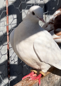 Female white pigeon 