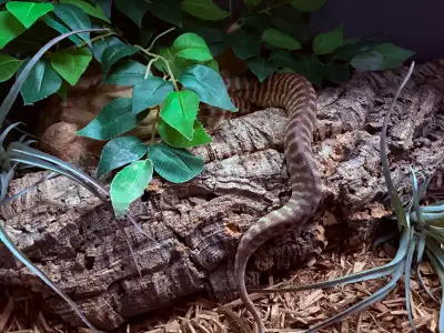 Woma Pythons For Sale, View more