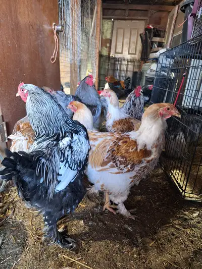 84 Brahma and LG Cochin Roosters, View more