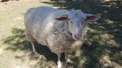 Registered flock of East Fresian Sheep, View more