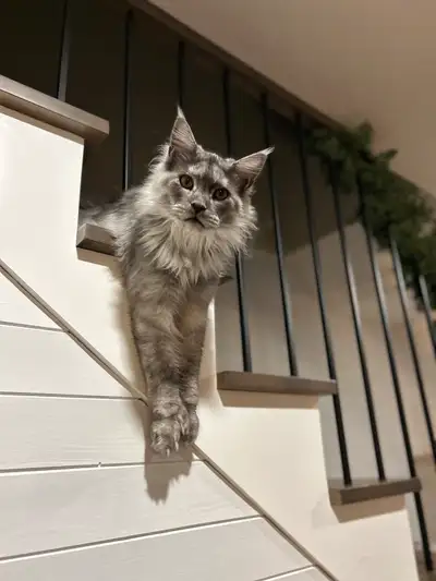 Main coon née le 3 décembre 2024 Née de parents Européens Elle est vaccinée et opérée Vient avec sa...