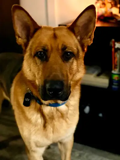 German shepherd for rehoming, View more